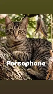 Persephone - Domestic Short Hair