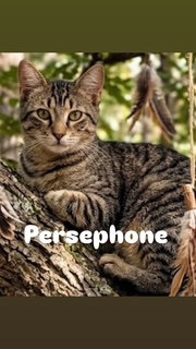 Persephone, a cat for adoption from Rescuing Animals in Need