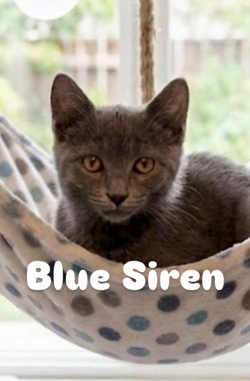Photo 2 of Blue Siren