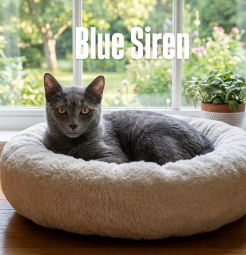 Blue Siren, a cat for adoption from Rescuing Animals in Need