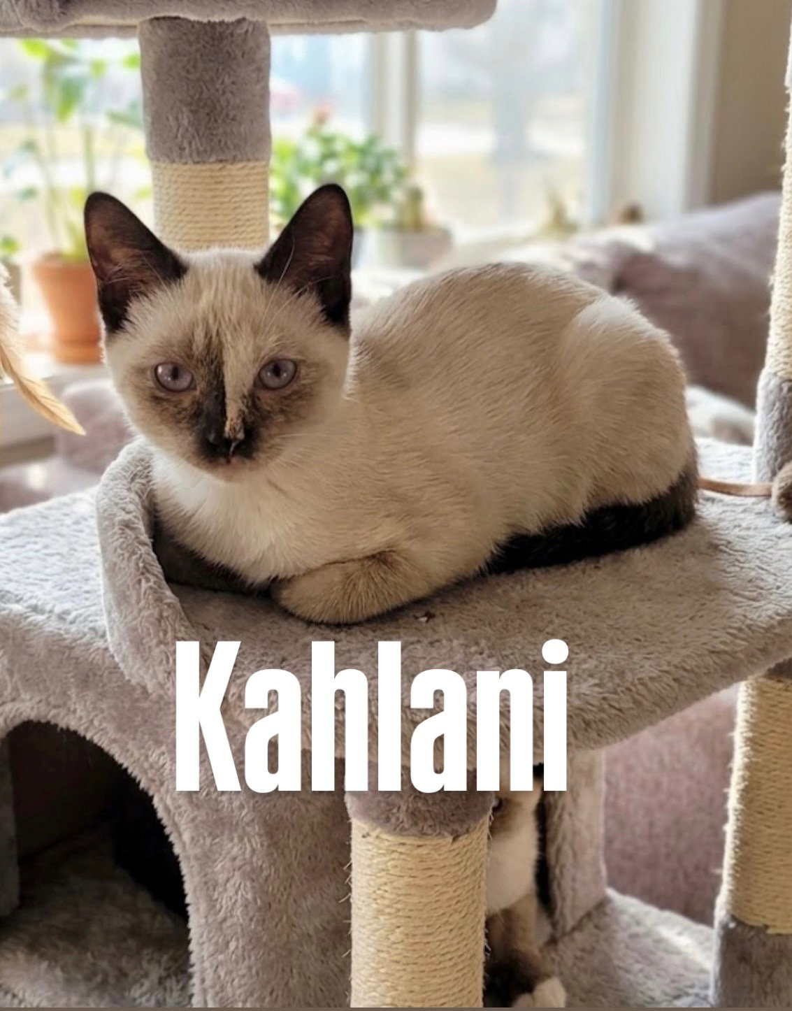 Kahlani, Domestic Short Hair