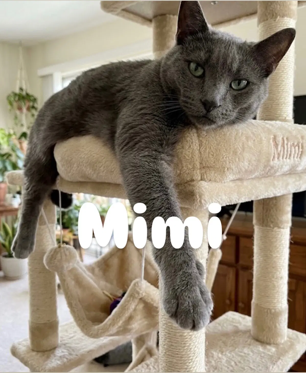 Mimi - Domestic Short Hair