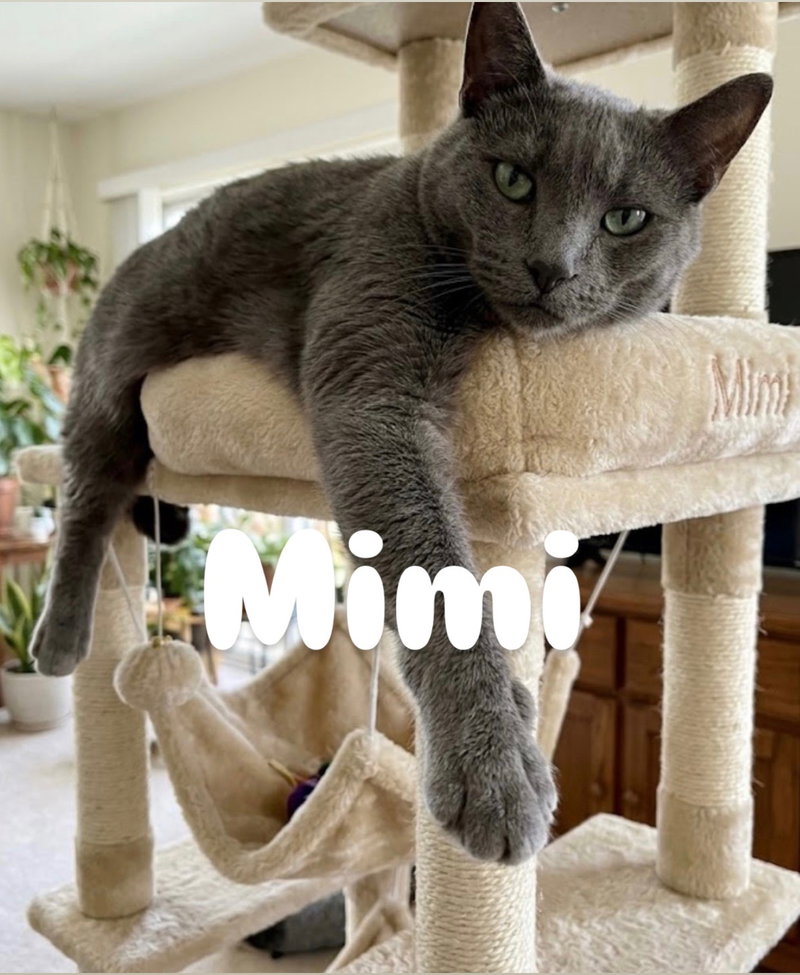 Mimi, an adult female cat up for adoption