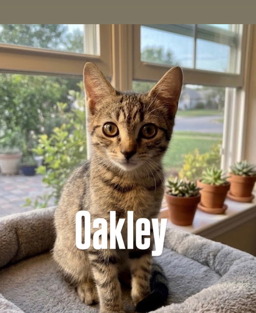 Oakley, a cat for adoption from Rescuing Animals in Need