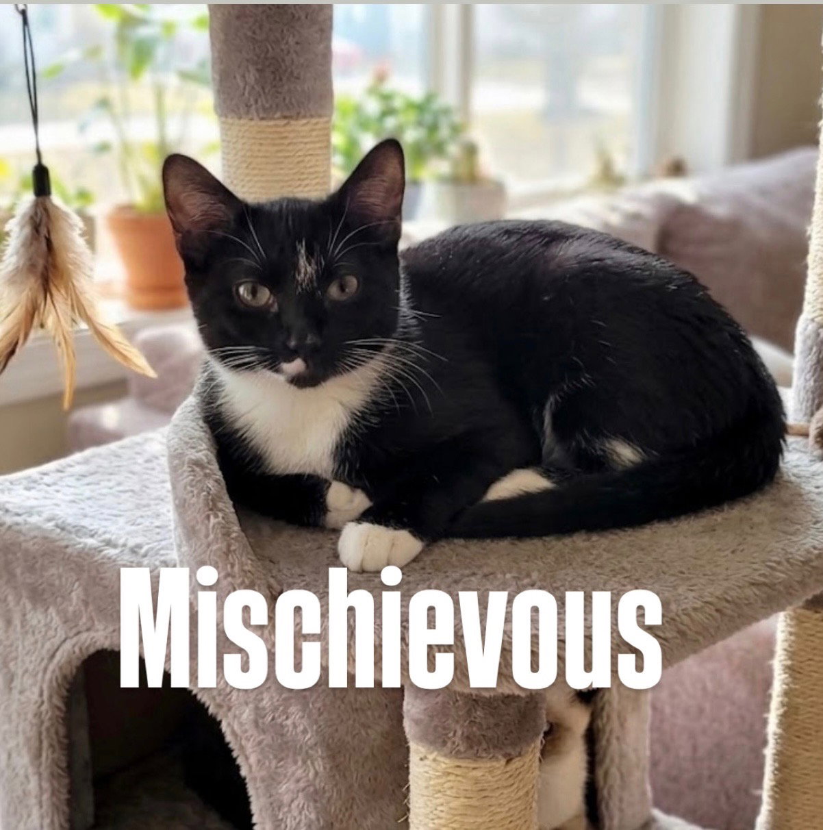 Mischievous, Domestic Short Hair