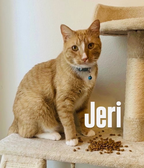 Jeri, a cat for adoption from Rescuing Animals in Need