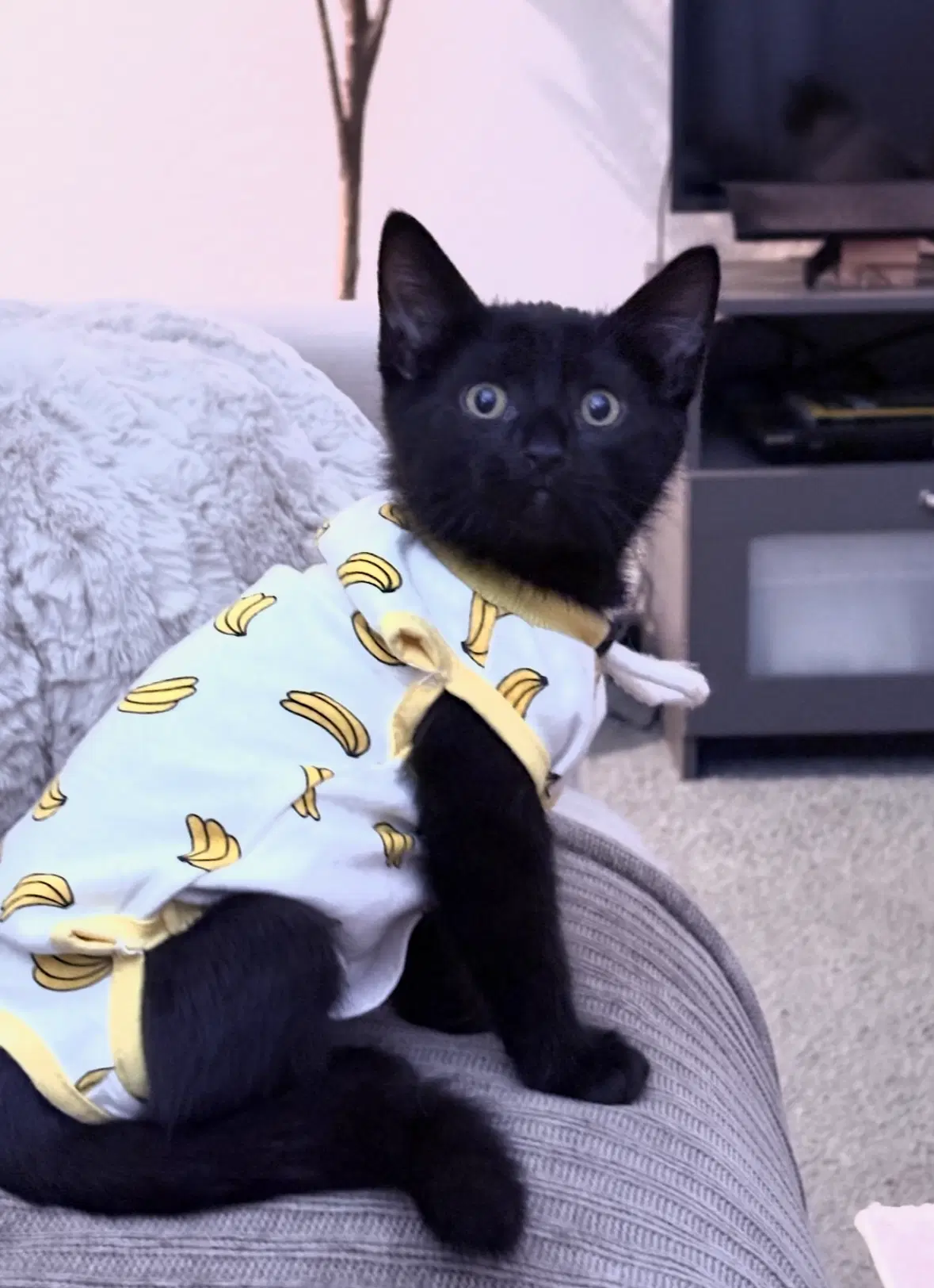 Binx - Domestic Short Hair