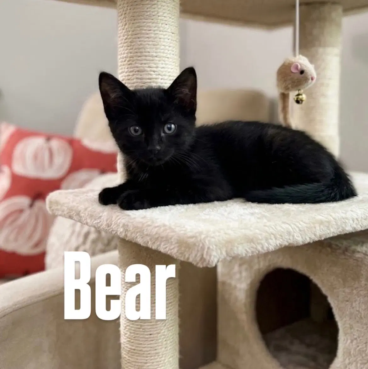 Bear - Domestic Short Hair