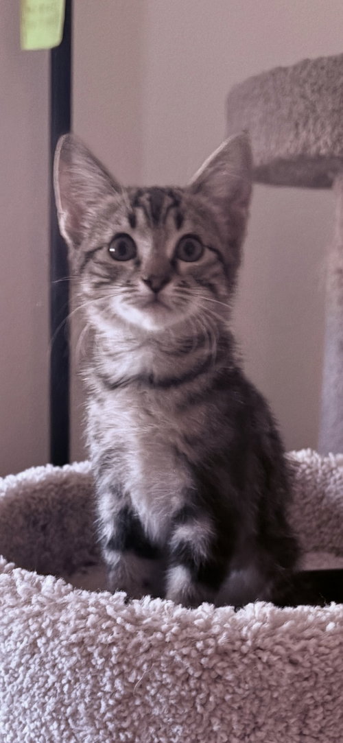 Photo 2 of Daisy