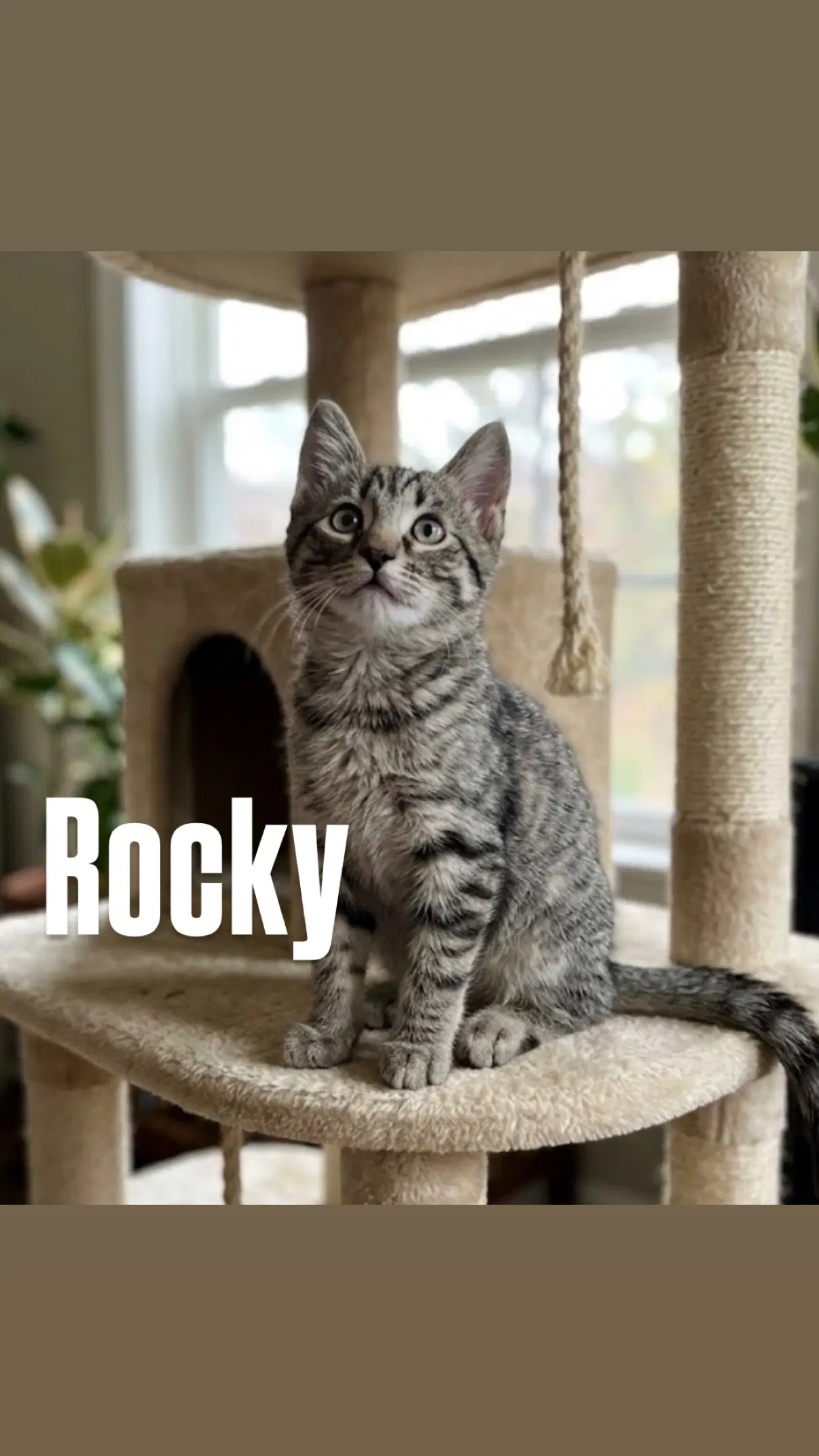 Rocky - Domestic Long Hair
