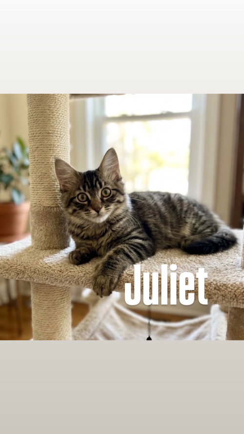 Juliet, a cat for adoption from Rescuing Animals in Need