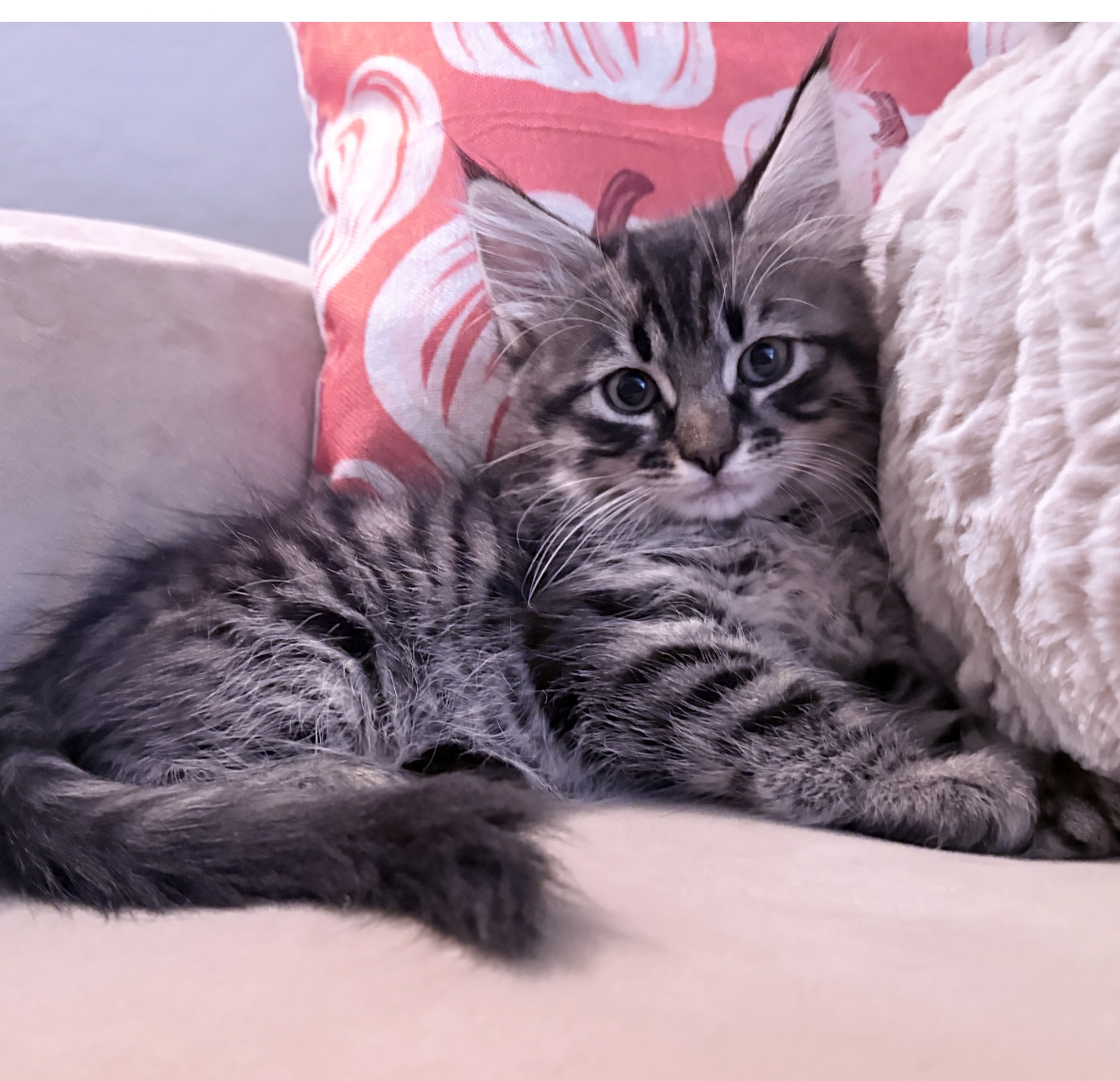 Romeo, Domestic Long Hair