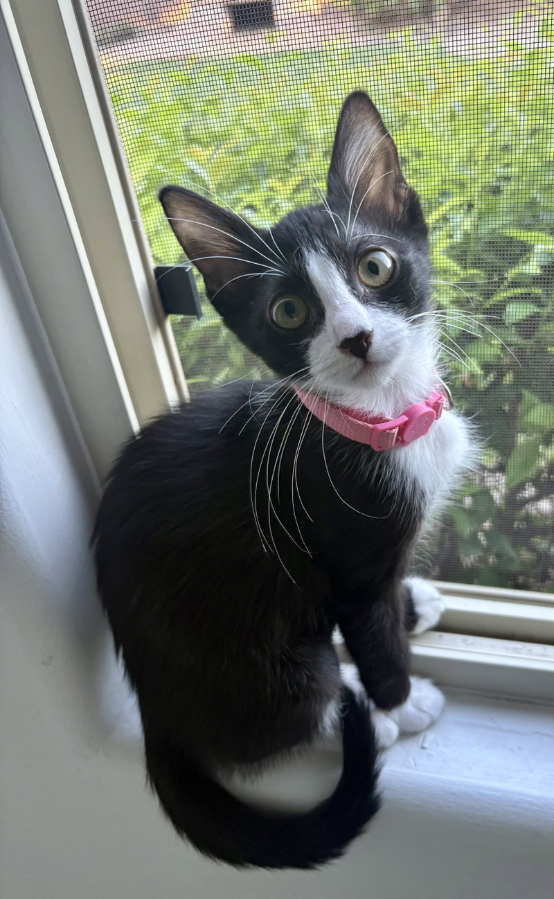 Dottie, photo 2