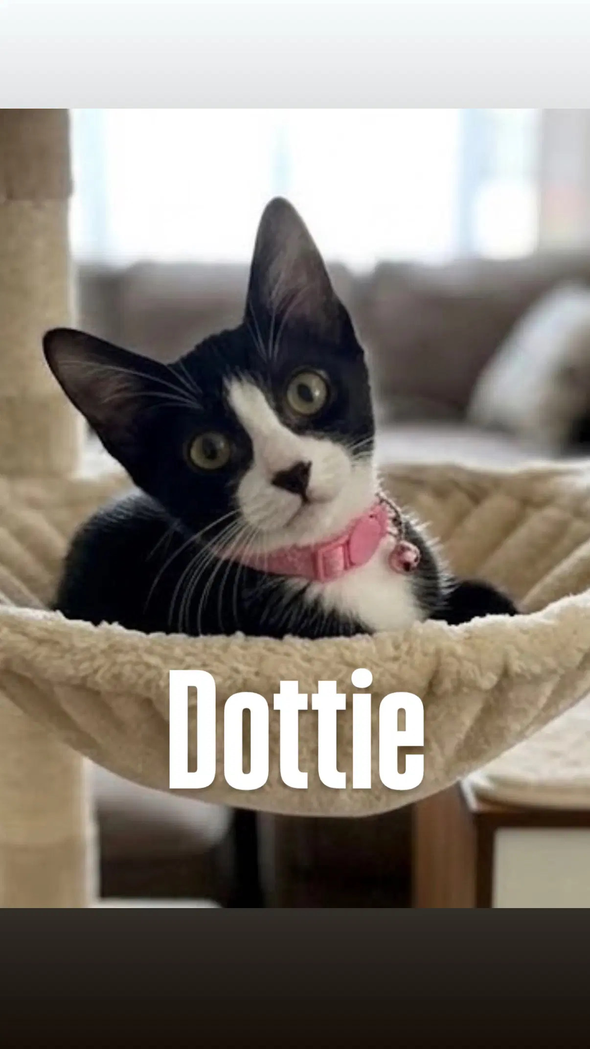 Dottie - Domestic Short Hair