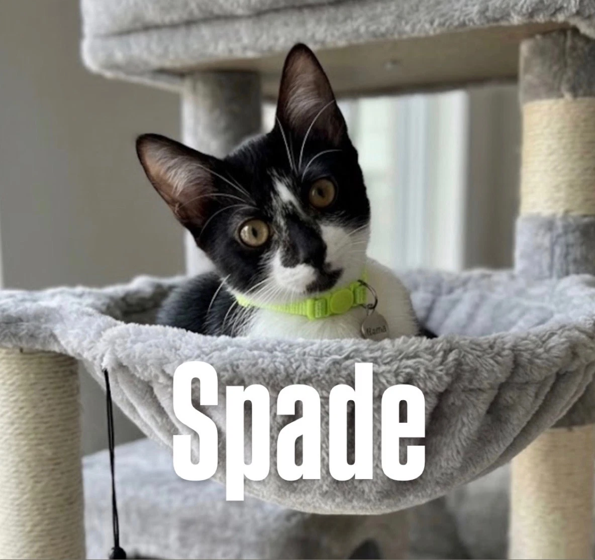 Spade