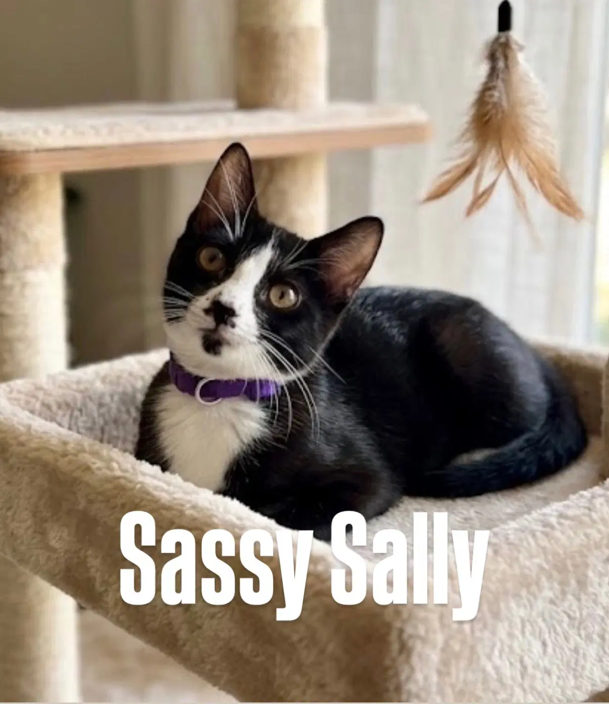 Sassy Sally - Domestic Short Hair