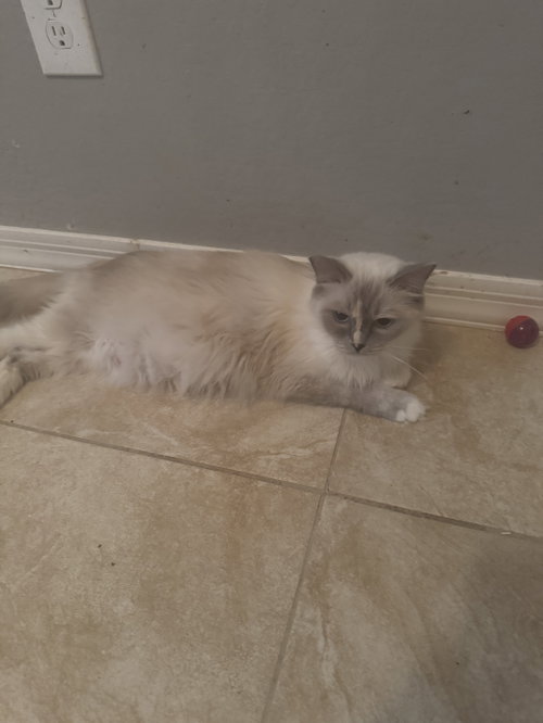 Kiki, a cat for adoption from Rescuing Animals in Need