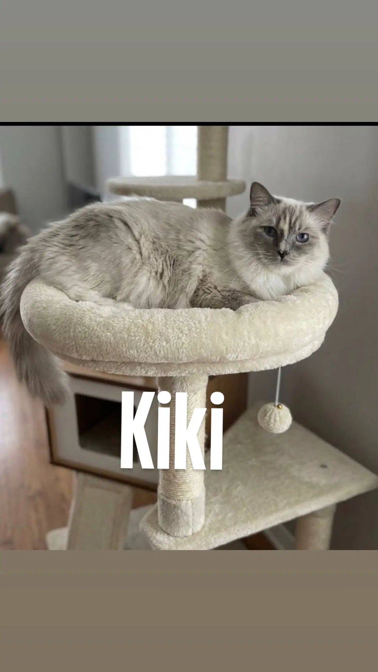 Kiki - Domestic Long Hair