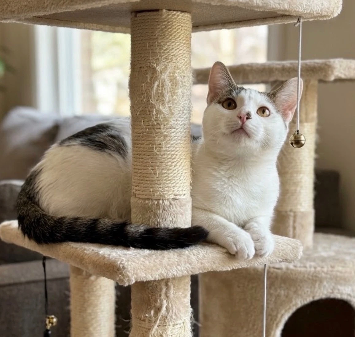 Domino