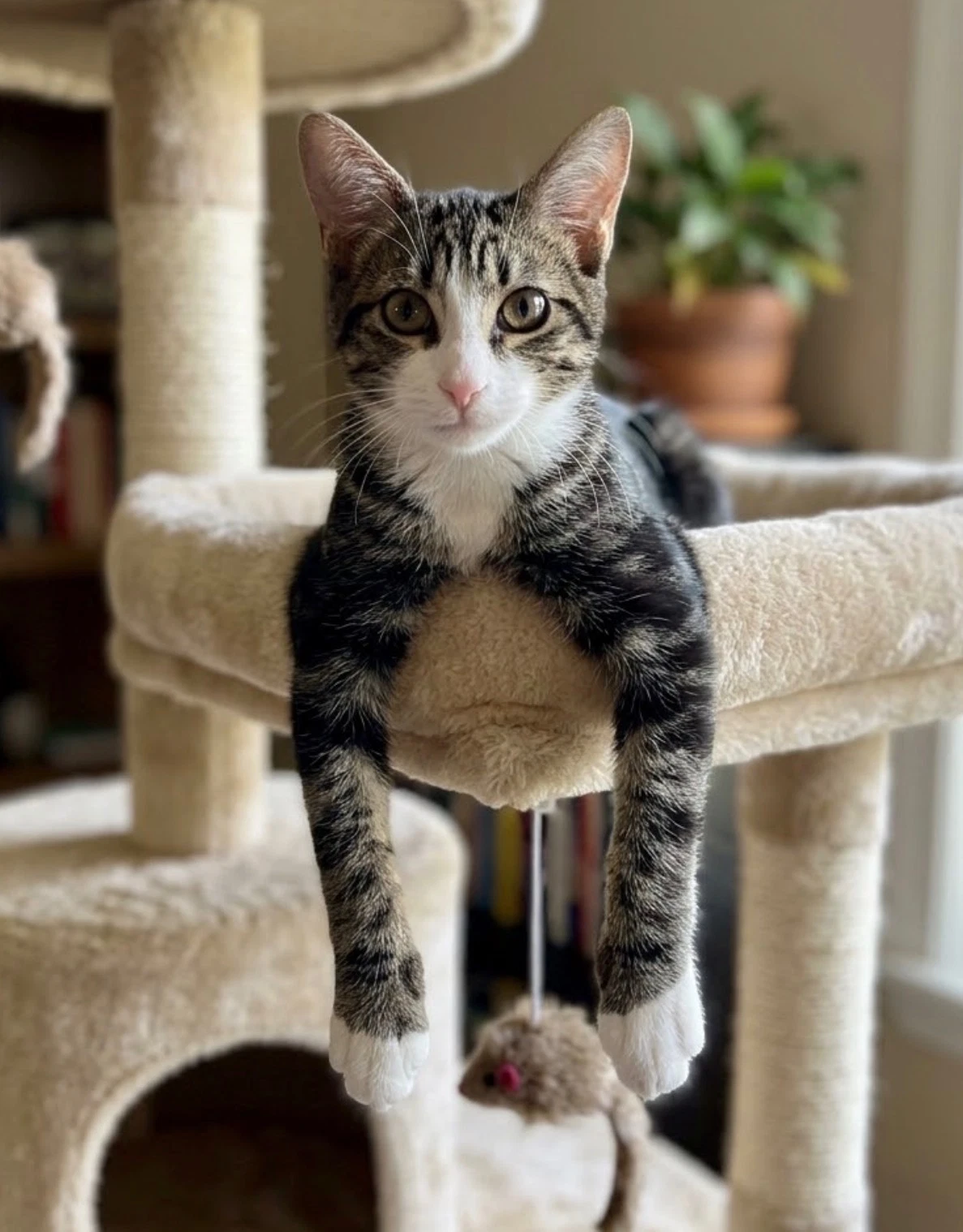 Murphy