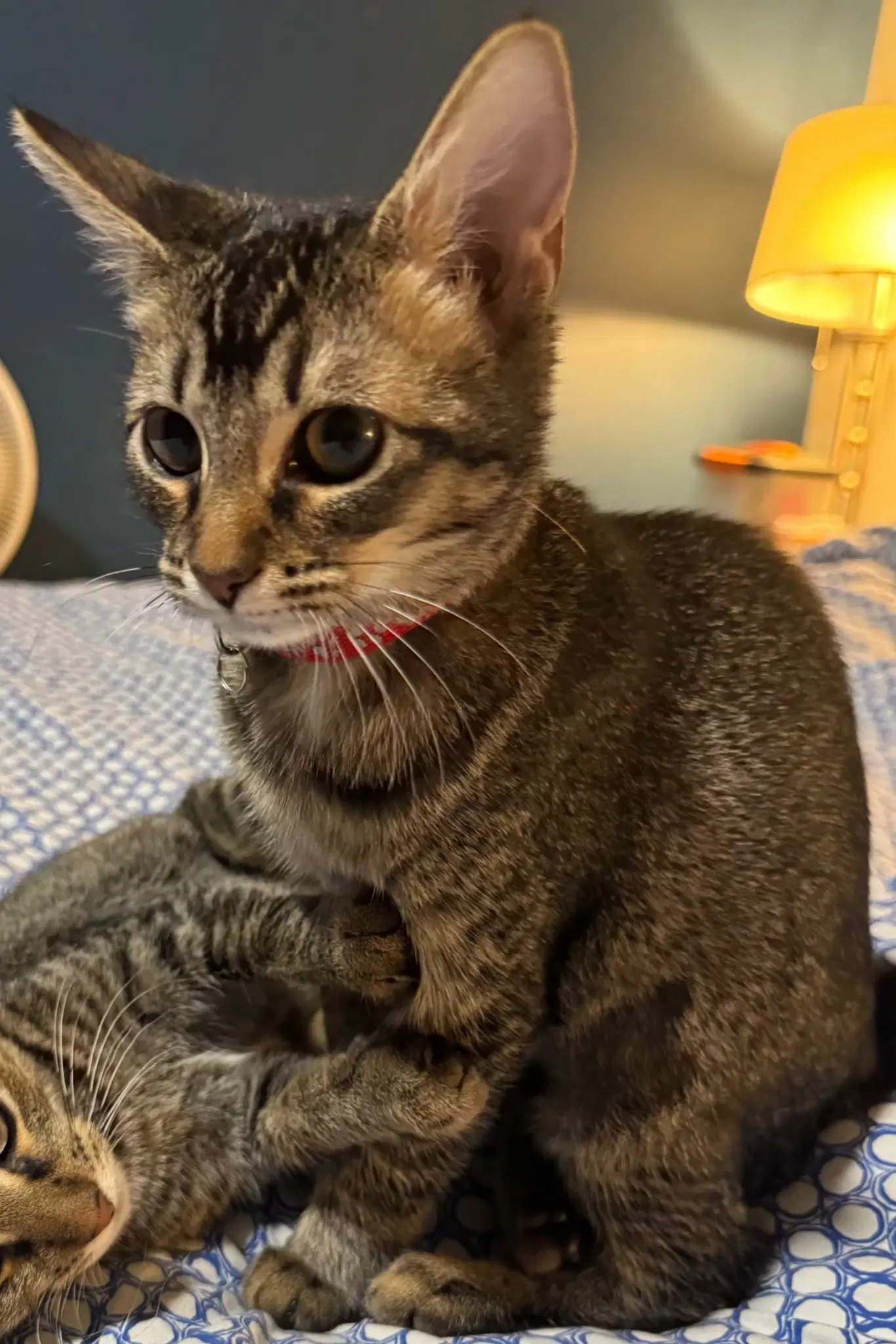 Millie - Tabby