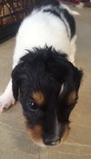 Mohawk