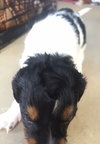 Mohawk