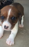 Beethoven