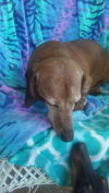 Shelbie