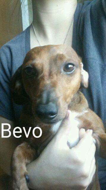Bevo