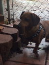 Bevo