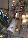 Bevo