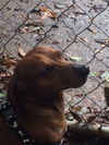 Bevo
