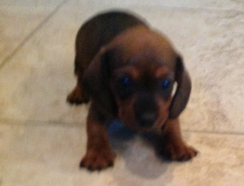 Juno