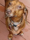 Lexie