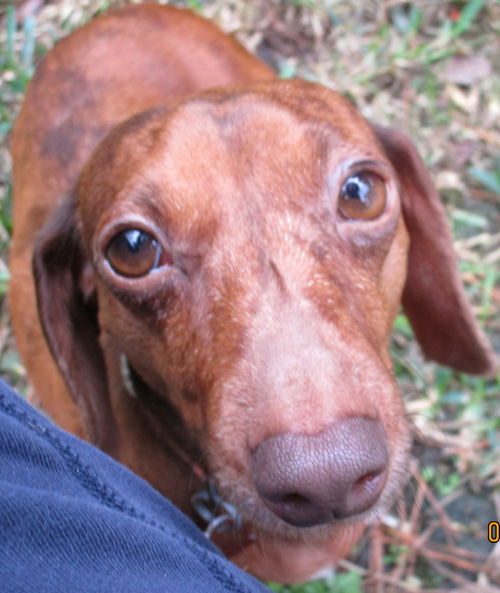 Lexie