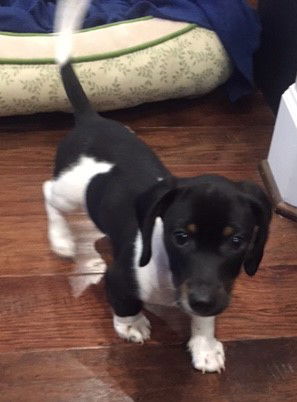 Rufus