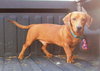 Buster