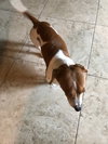 Mojo