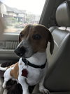 Mojo