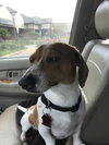 Mojo