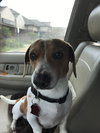 Mojo