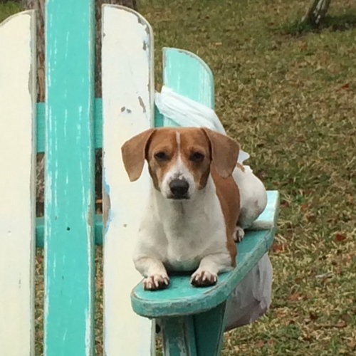 Mojo