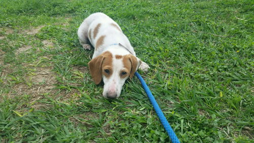 Finnegan