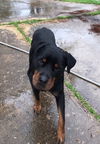 Rex
