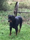 Rex