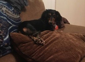 Lola