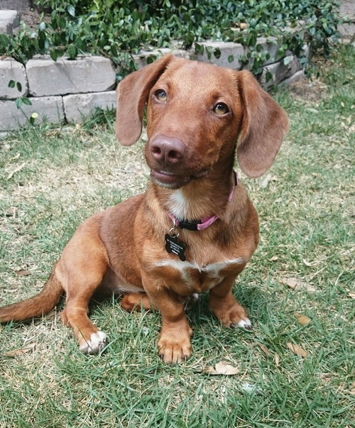 Dolly