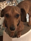 Lenny