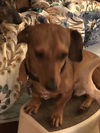 Lenny